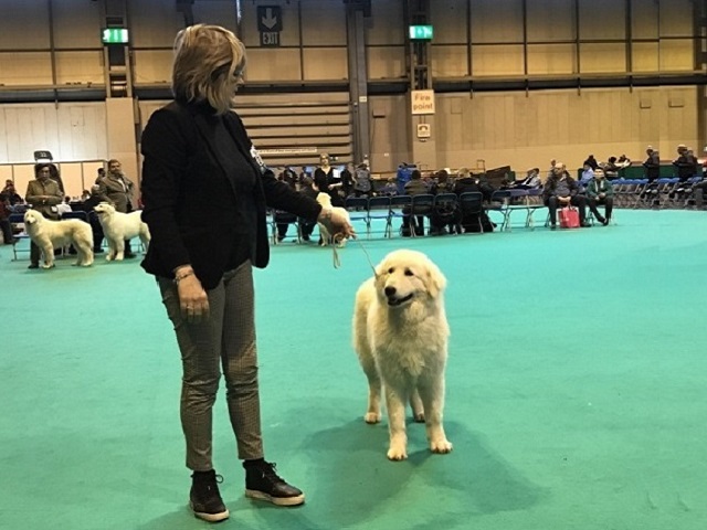 Ombra del Montelarco Crufts Winner 2017  insieme a Carina - Birmingham, UK