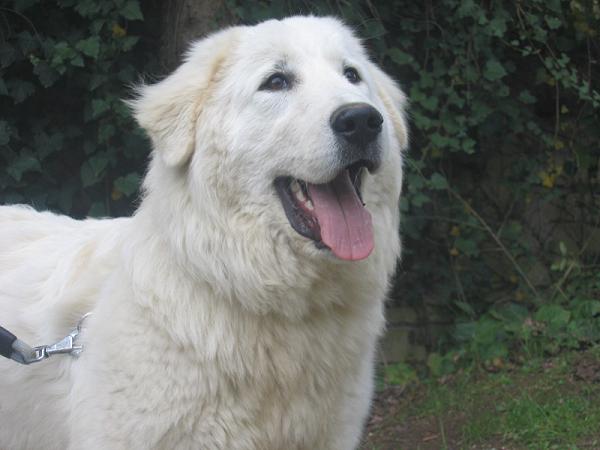 Allevamento del Montelarco - Cane da Pastore Maremmano Abruzzese