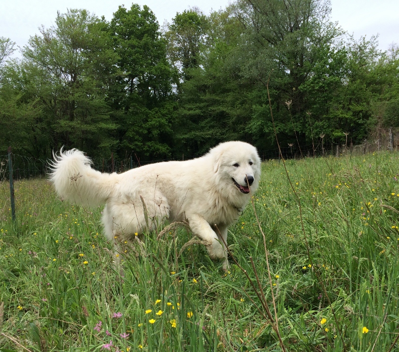 Allevamento del Montelarco - Cane da Pastore Maremmano Abruzzese
