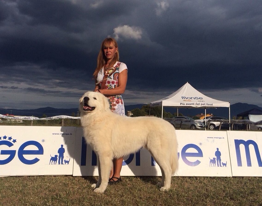 Allevamento del Montelarco - Cane da Pastore Maremmano Abruzzese