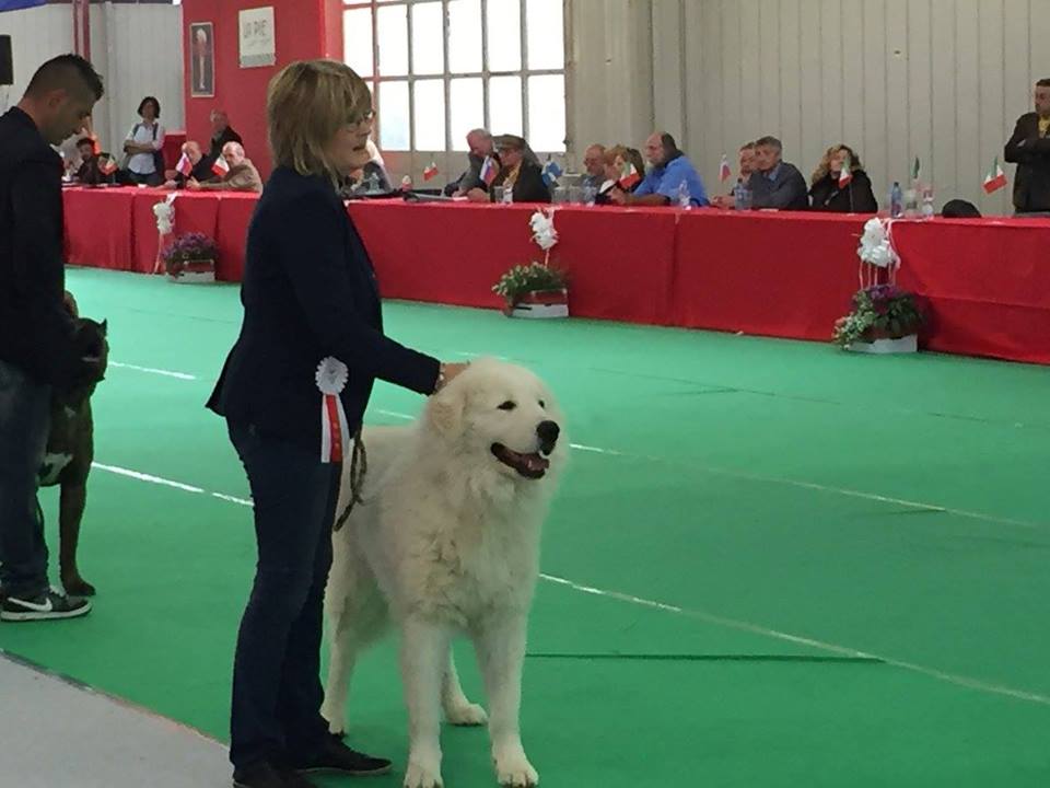 Allevamento del Montelarco - Cane da Pastore Maremmano Abruzzese