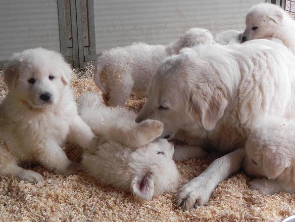 Allevamento del Montelarco - Cane da Pastore Maremmano Abruzzese